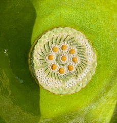 Grüne Obstschale